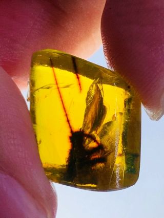 1.  66g unknown big bug Burmite Myanmar Burmese Amber insect fossil dinosaur age 2