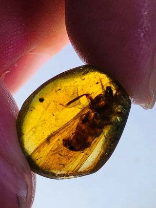 0.  82g Big Unknown Fly Bug Burmite Myanmar Burma Amber Insect Fossil Dinosaur Age