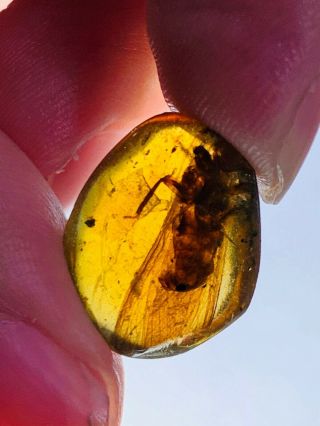 0.  82g big unknown fly bug Burmite Myanmar Burma Amber insect fossil dinosaur age 2