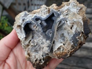 Fossil Oyster Shell Geode Botryoidal Fluorescent Florida Rare Antique Curio O6 2