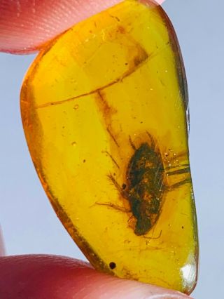 1.  42g Adult Roach Burmite Myanmar Burmese Amber Insect Fossil Dinosaur Age