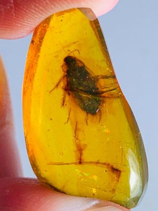 1.  42g adult roach Burmite Myanmar Burmese Amber insect fossil dinosaur age 2