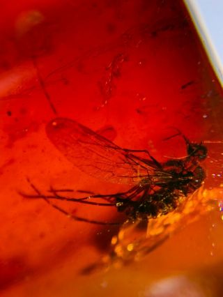 Scorpion Fly In Red Blood Amber Burmite Myanmar Amber Insect Fossil Dinosaur Age