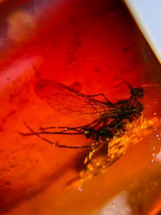 Scorpion fly in red blood amber Burmite Myanmar Amber insect fossil dinosaur age 2