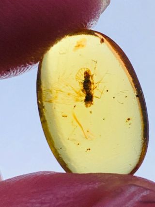 0.  6g leafhopper cicada Burmite Myanmar Burmese Amber insect fossil dinosaur age 2