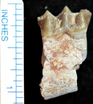 Oreodont Juvenile Lower Tooth,  Merycoidodon Fossil,  Badlands,  S Dakota,  O1159