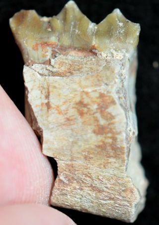 Oreodont Juvenile Lower Tooth,  Merycoidodon Fossil,  Badlands,  S Dakota,  O1159 2