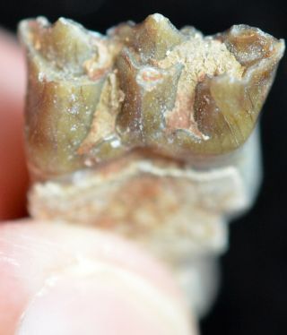 Oreodont Juvenile Lower Tooth,  Merycoidodon Fossil,  Badlands,  S Dakota,  O1159 3