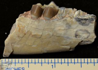 Early Camel Jaw Section,  Poebrotherium Fossil,  Badlands South Dakota,  Oligo P306