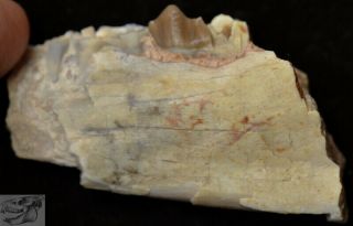 Early Camel Jaw Section,  Poebrotherium Fossil,  Badlands South Dakota,  Oligo P306 2