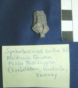 Synbathocrinus Swallovi Hall,  Muldraugh Formation,  M.  Mississippian,  Hardin,  Ky