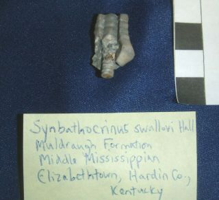 Synbathocrinus swallovi Hall,  Muldraugh Formation,  M.  Mississippian,  Hardin,  KY 3
