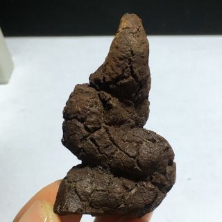 56mm Top Best Rare Dinosaur Dung Coprolite Crystal Poop 58g K225