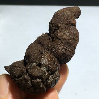 56mm Top Best Rare dinosaur dung coprolite crystal Poop 58g K225 2