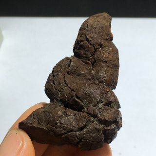 56mm Top Best Rare dinosaur dung coprolite crystal Poop 58g K225 3