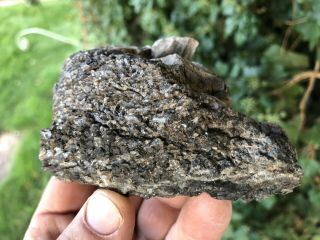 Reilly’s Rocks: Smoky Quartz/quartz W/knot On Arizona Petrified Wood,  7.  5 Oz.