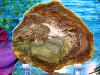 Petrified Wood Complete Round Slab W/bark Tidal Wave Of Olive - Green Gold Sable