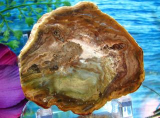 Petrified Wood COMPLETE ROUND Slab w/Bark Tidal Wave of OLIVE - GREEN GOLD SABLE 2