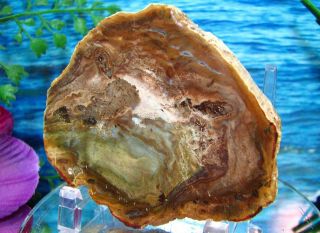 Petrified Wood COMPLETE ROUND Slab w/Bark Tidal Wave of OLIVE - GREEN GOLD SABLE 3