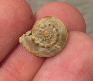 Texas Fossil Gastropod Trepospira Pennsylvanian Trilobite Age Snail Shelle