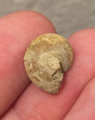 Texas Fossil Gastropod Trepospira Pennsylvanian Trilobite Age Snail Shelle 2
