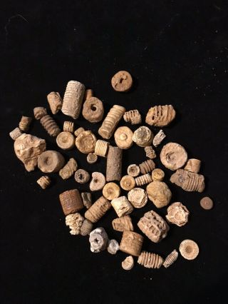 Crinoid And Possibly Other Fossils That My Daughters Found In Tn.