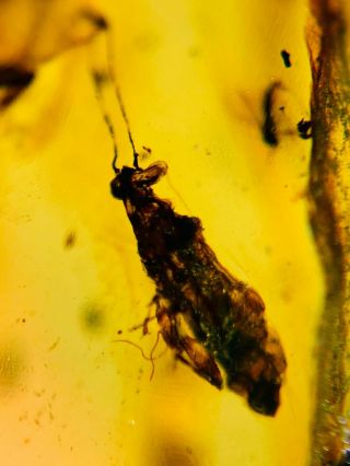 Stinkbug&fly Burmite Myanmar Burmese Amber Insect Fossil Dinosaur Age