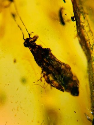 stinkbug&fly Burmite Myanmar Burmese Amber insect fossil dinosaur age 2