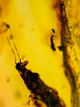 stinkbug&fly Burmite Myanmar Burmese Amber insect fossil dinosaur age 3