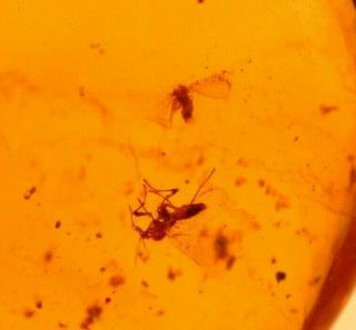 4 Flies,  Long Legs Mite in Burmite Burmese Amber Fossil Gemstone Dinosaur Age 2