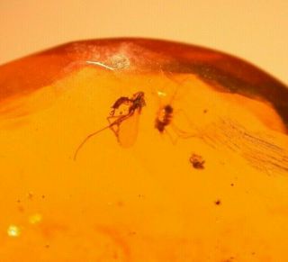 4 Flies,  Long Legs Mite in Burmite Burmese Amber Fossil Gemstone Dinosaur Age 3