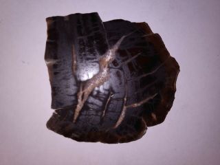 3 Petrified Wood Slabs with quartz crystals 3