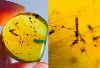 3.  18g Long Legs Mosquito Fly Burmite Myanmar Amber Insect Fossil Dinosaur Age