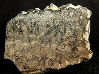 Small Display Speciman Of Stromatolite Fossilized Algae