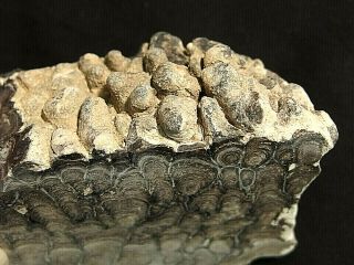 Small Display Speciman of Stromatolite Fossilized Algae 2