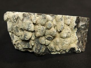 Small Display Speciman of Stromatolite Fossilized Algae 3