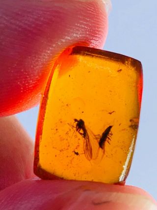 0.  8g Scorpion fly&beetle Burmite Myanmar Burma Amber insect fossil dinosaur age 2