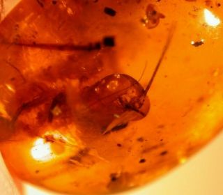 Partial Large Cricket in Burmese Burmite Amber Fossil Gemstone Dinosaur Age 2