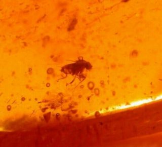 2 Flies,  Wasp In Authentic Dominican Amber Fossil Gemstone
