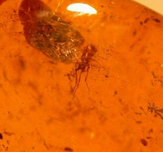 2 Flies,  Wasp in Authentic Dominican Amber Fossil Gemstone 2