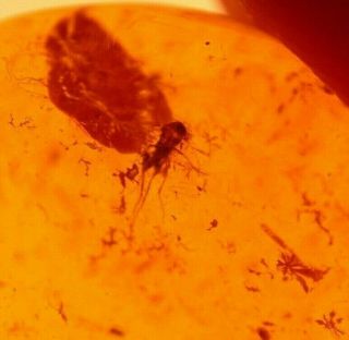 2 Flies,  Wasp in Authentic Dominican Amber Fossil Gemstone 3