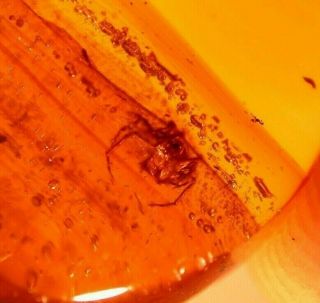 Ancient Spider In Authentic Dominican Amber Fossil Gemstone