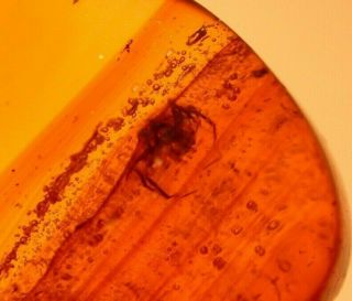 Ancient Spider in Authentic Dominican Amber Fossil Gemstone 2