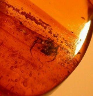 Ancient Spider in Authentic Dominican Amber Fossil Gemstone 3
