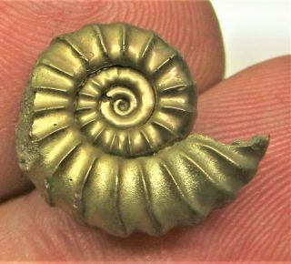 Stunning golden Promicroceras 17 mm Jurassic pyrite ammonite fossil UK gold rock 2