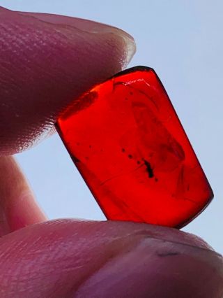 0.  46g fly in red blood amber Burmite Myanmar Amber insect fossil dinosaur age 2