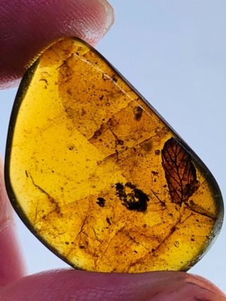 1.  93g plant tree leaf Burmite Myanmar Burmese Amber insect fossil dinosaur age 2