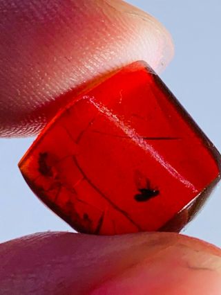 0.  74g Fly In Red Blood Amber Burmite Myanmar Amber Insect Fossil Dinosaur Age