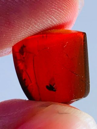 0.  74g fly in red blood amber Burmite Myanmar Amber insect fossil dinosaur age 2