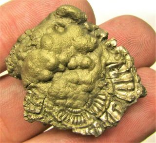 Stunning full golden multi - ammonite fossil 35mm Jurassic pyrite UK gold minerals 2